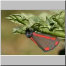 Tyria jacobaeae - Blutbaer 09.jpg